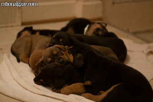 Italian+mastiff+rottweiler+mix