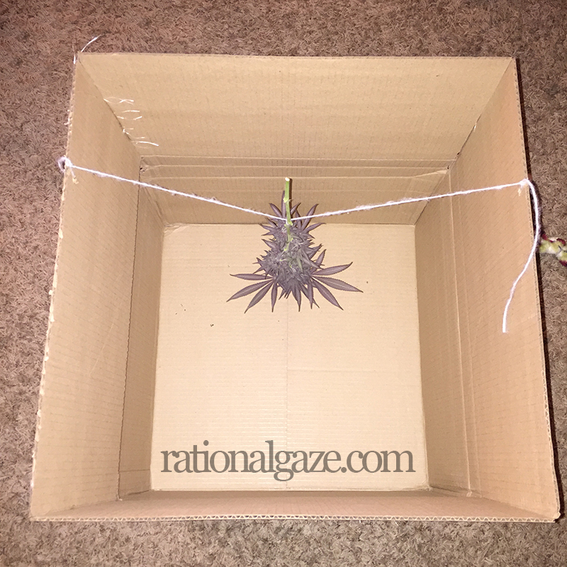 Cyber Grape Transport